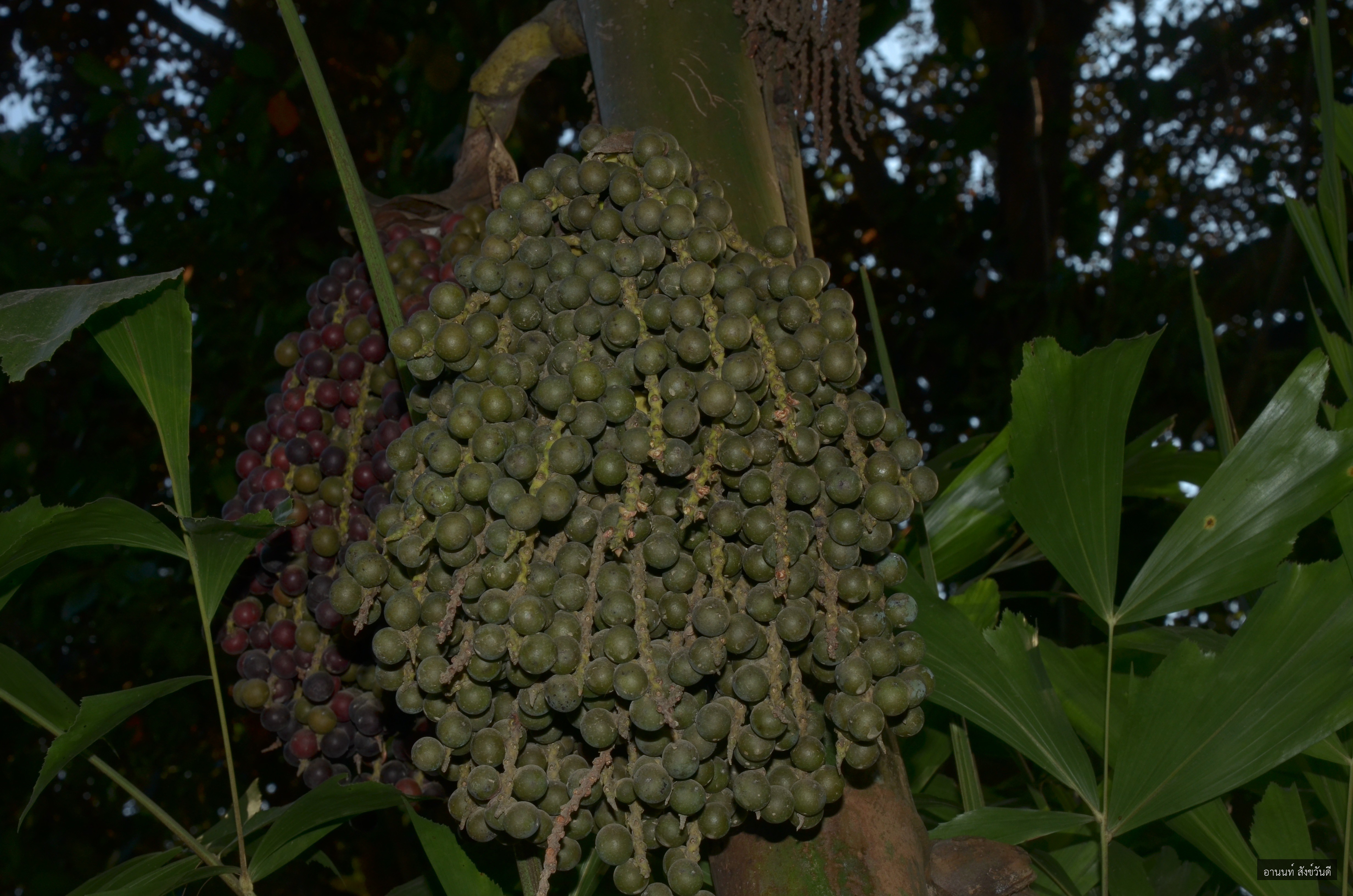 Caryota mitis