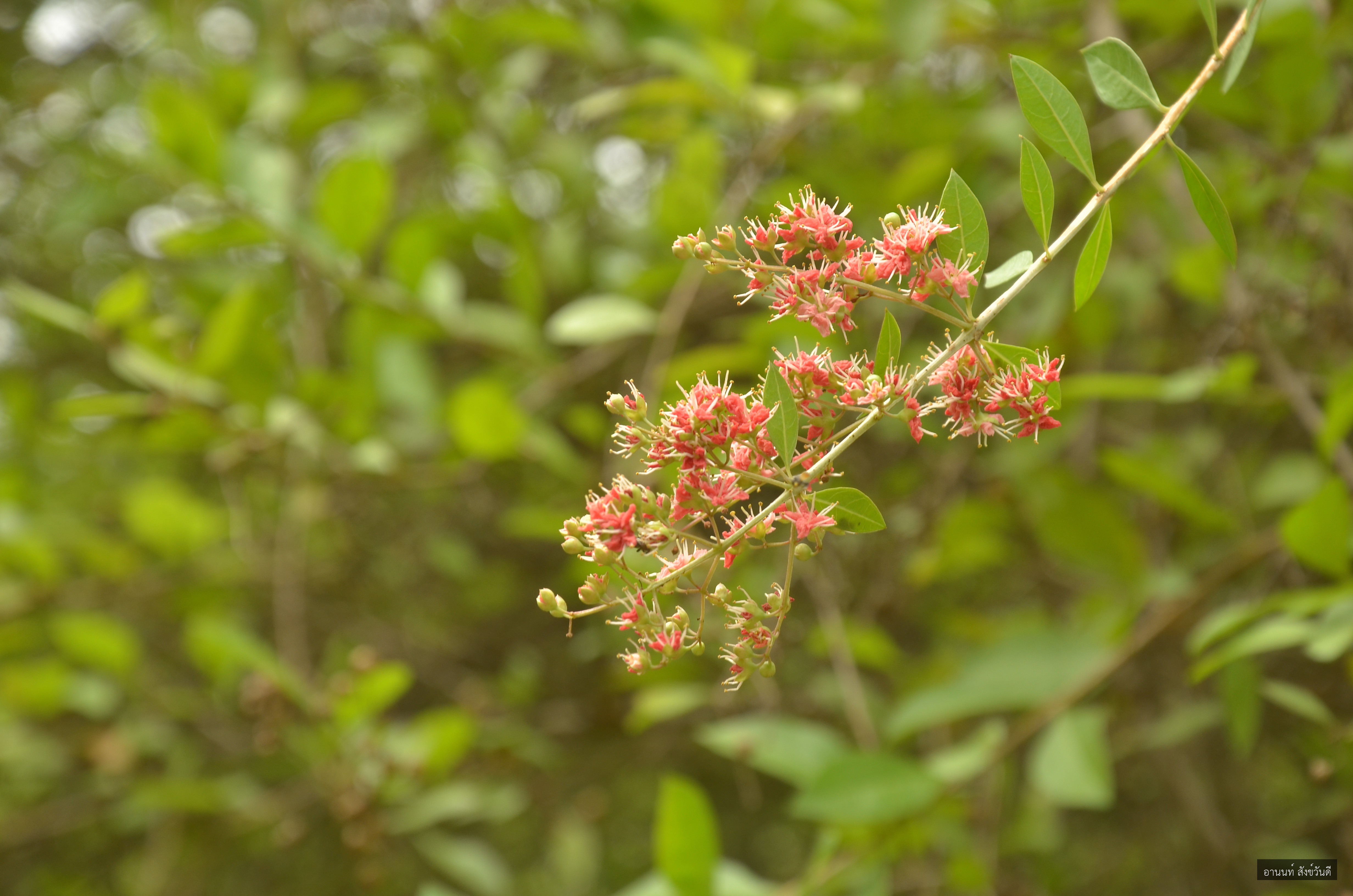 Lawsonia inermis