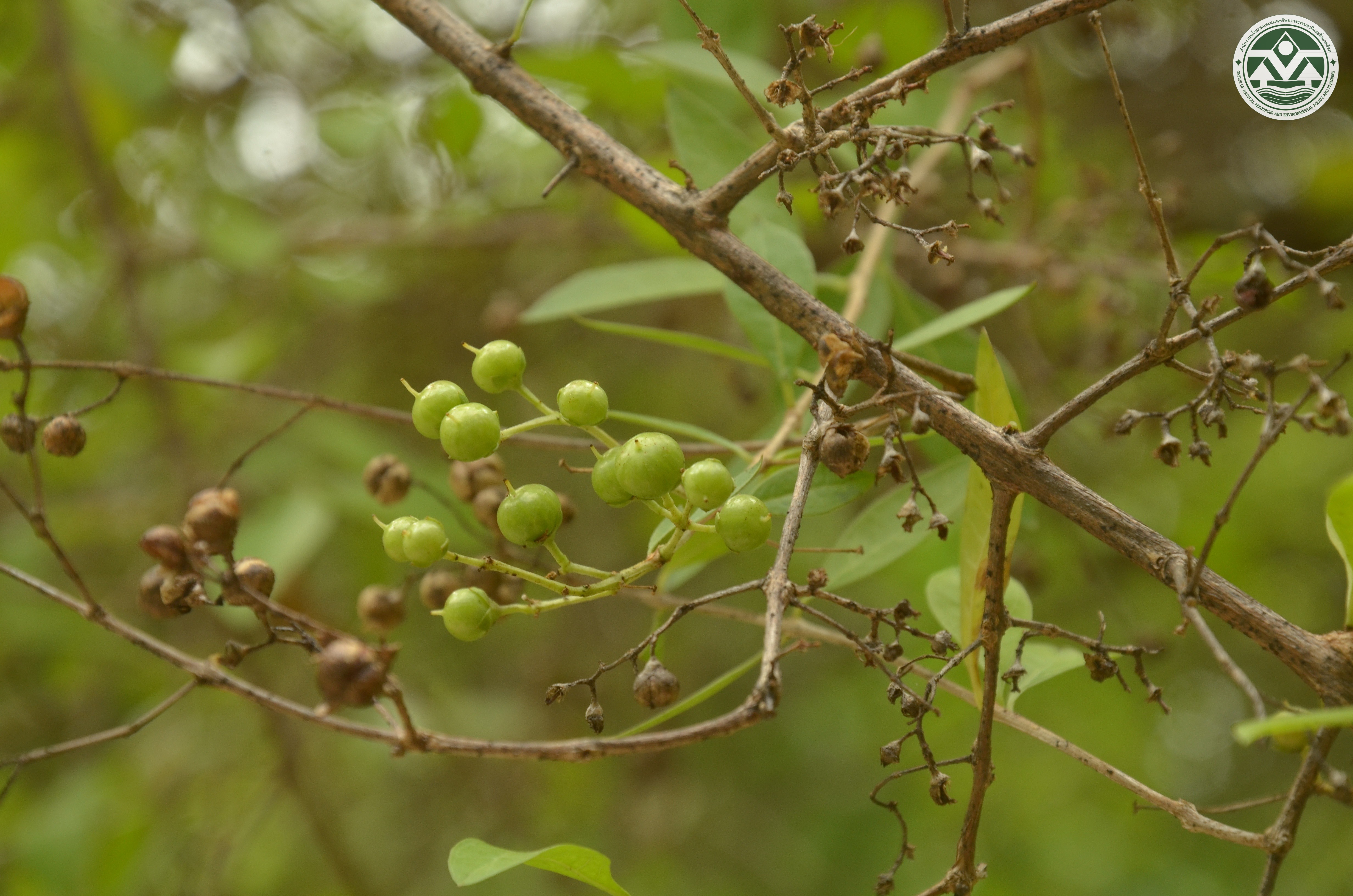 Lawsonia inermis