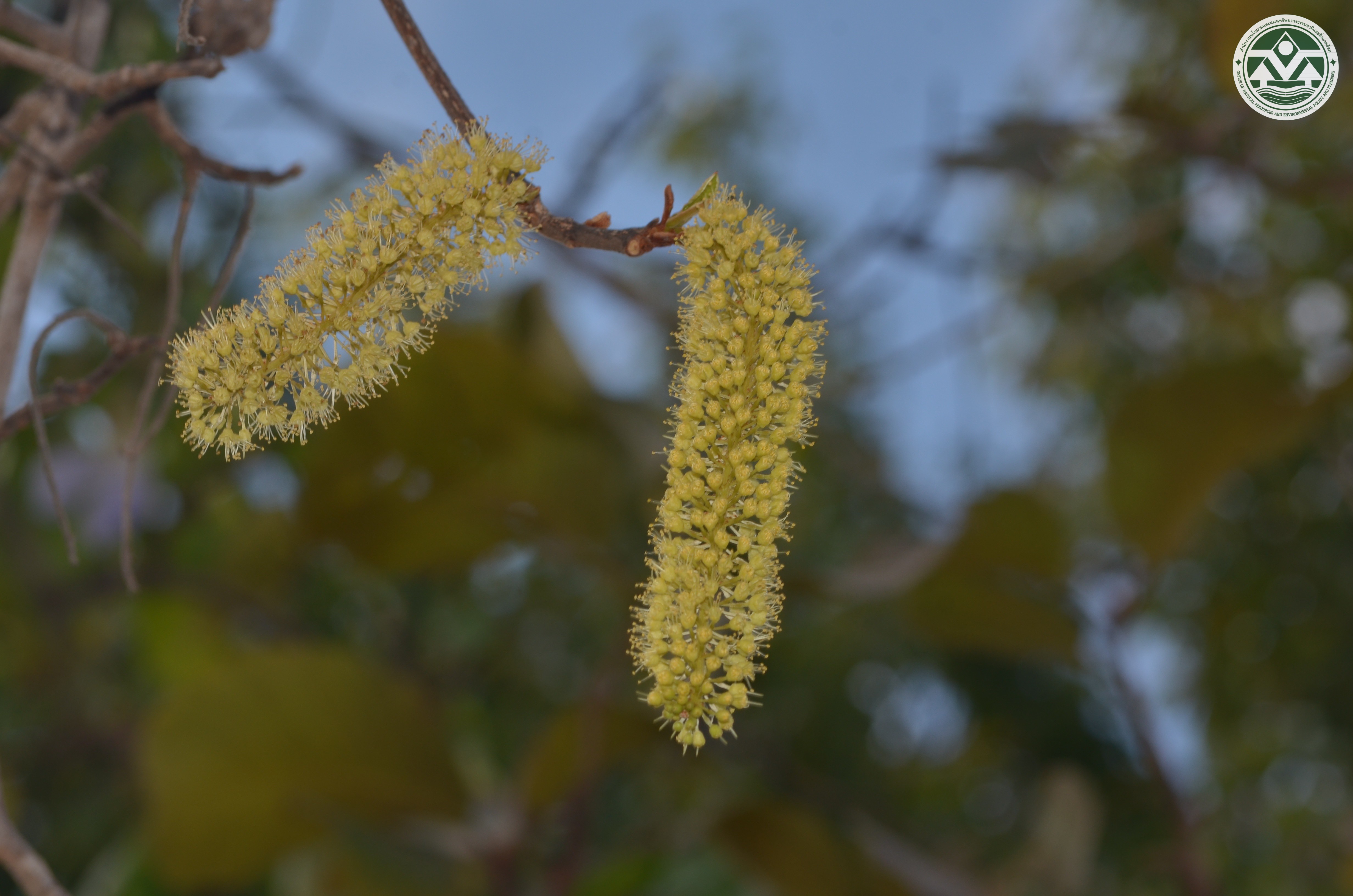 Terminalia pedicellata