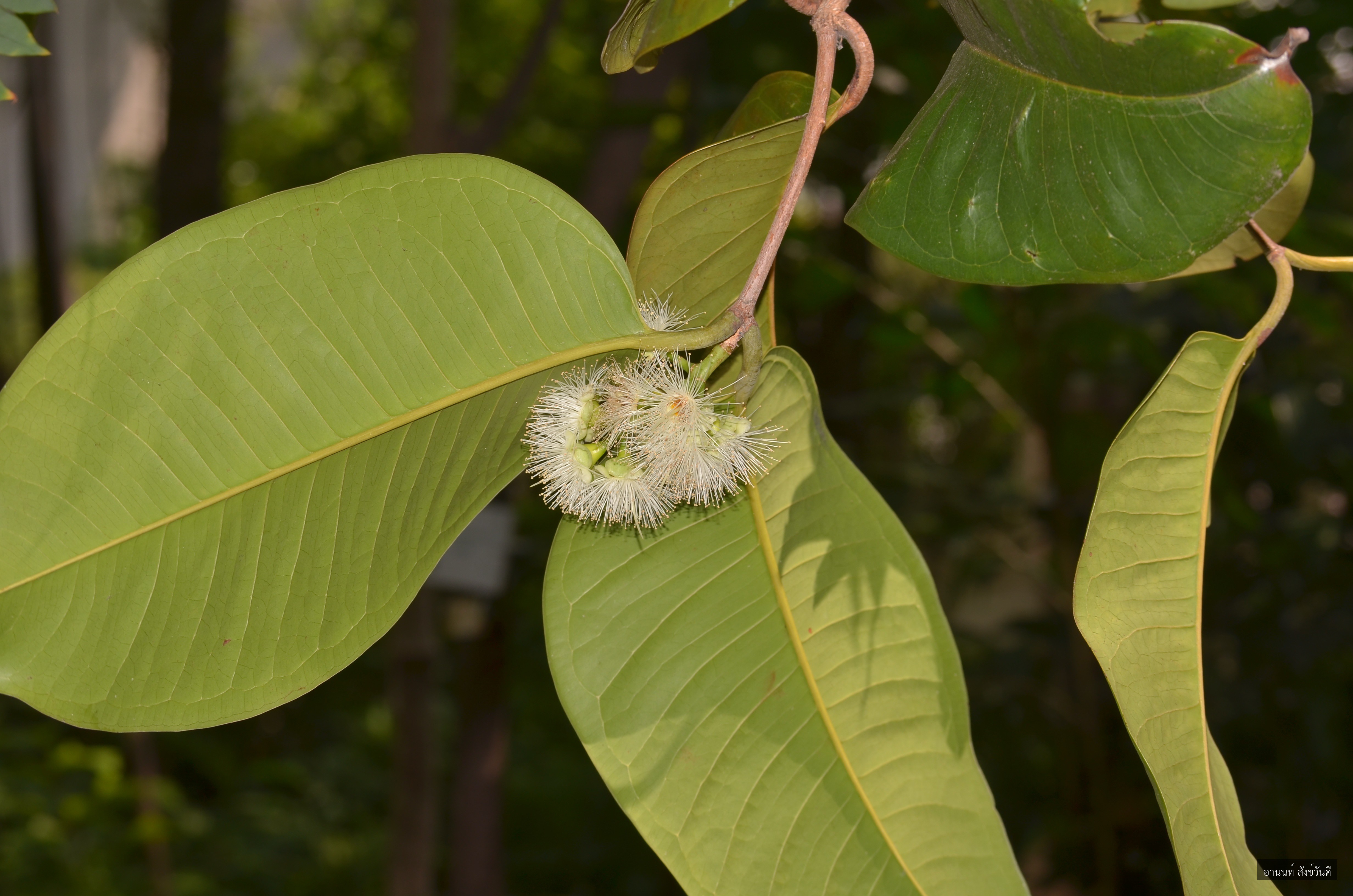 Syzygium grande