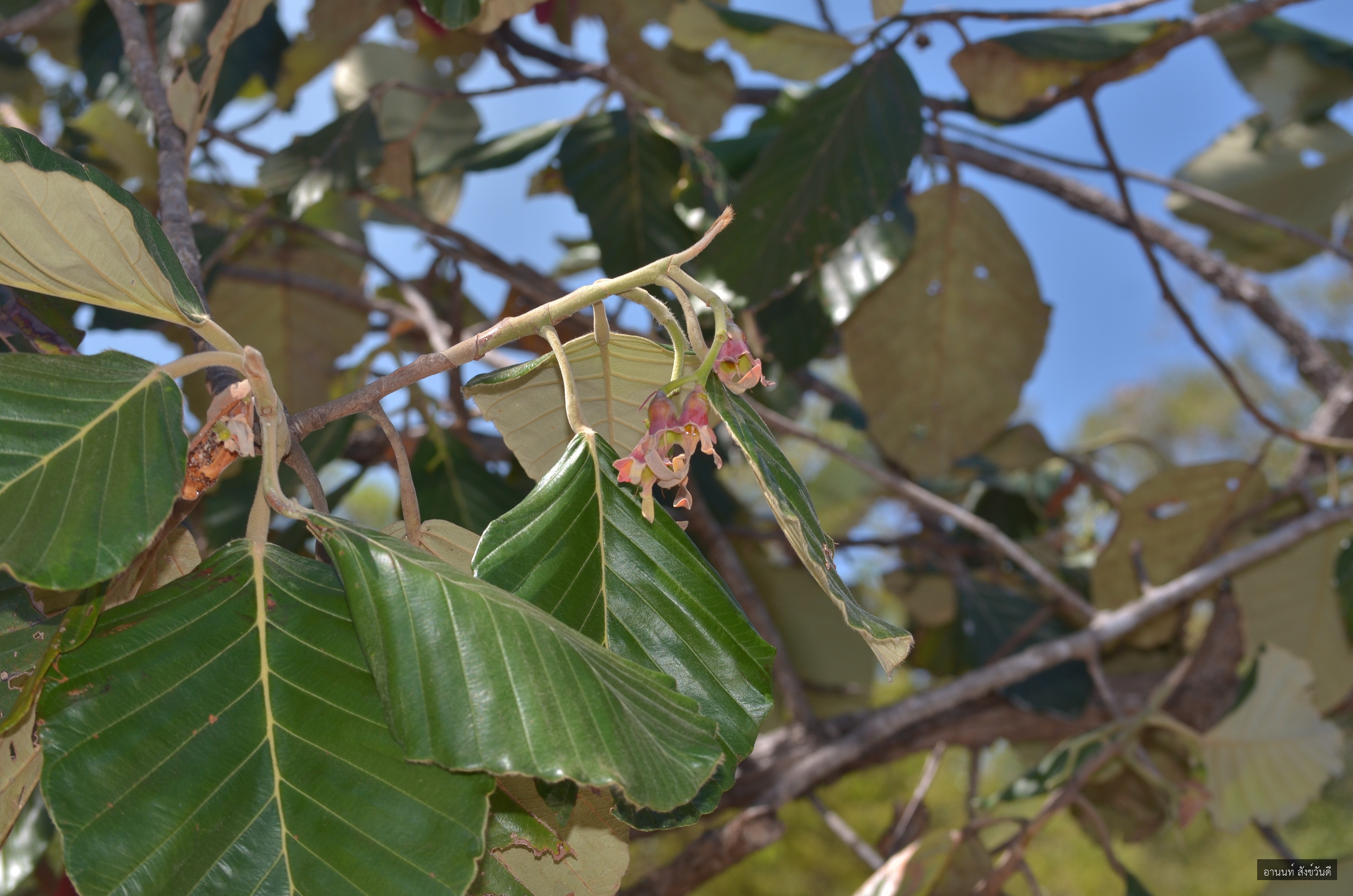 Dipterocarpus obtusifolius