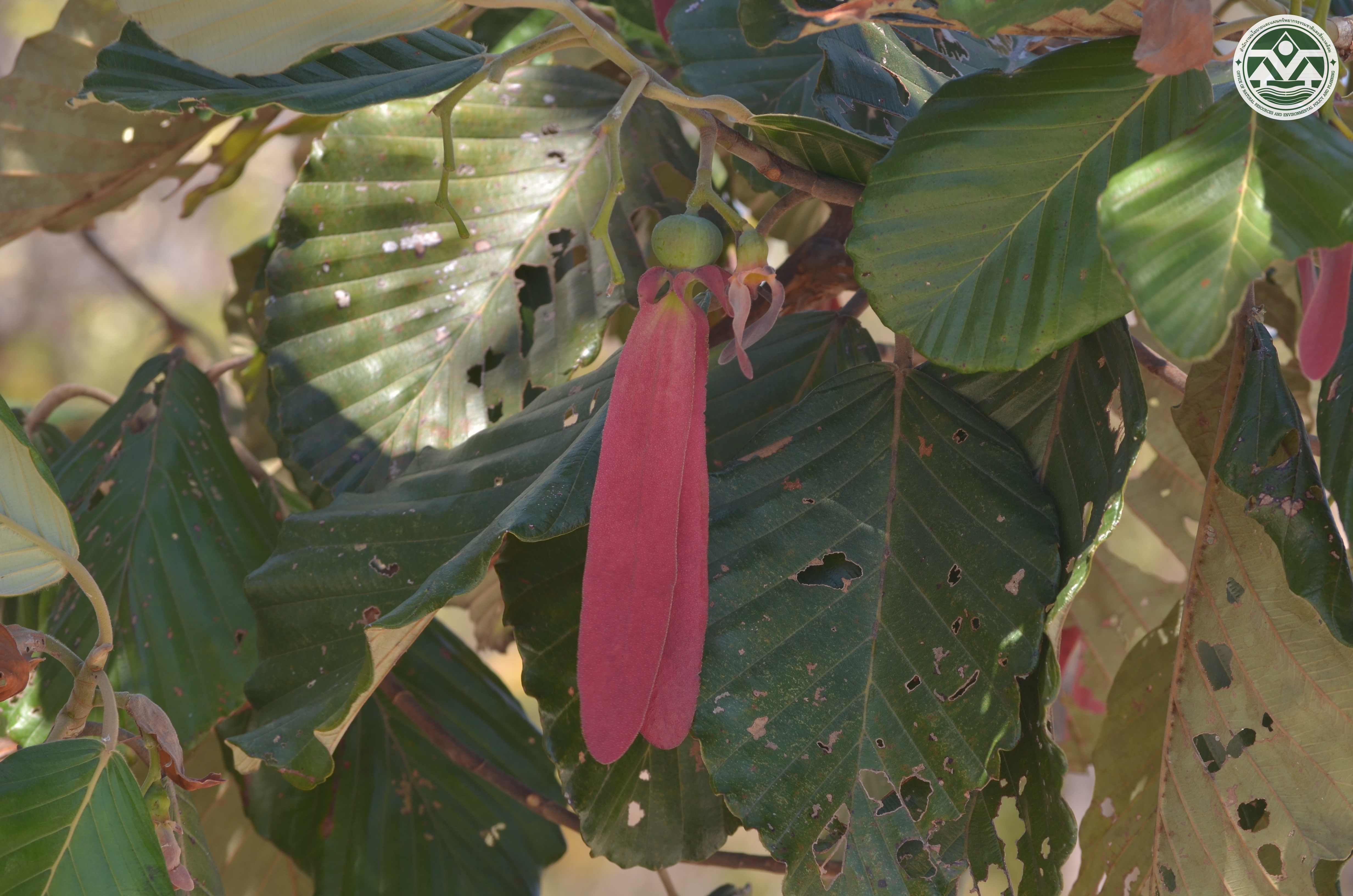 Dipterocarpus obtusifolius