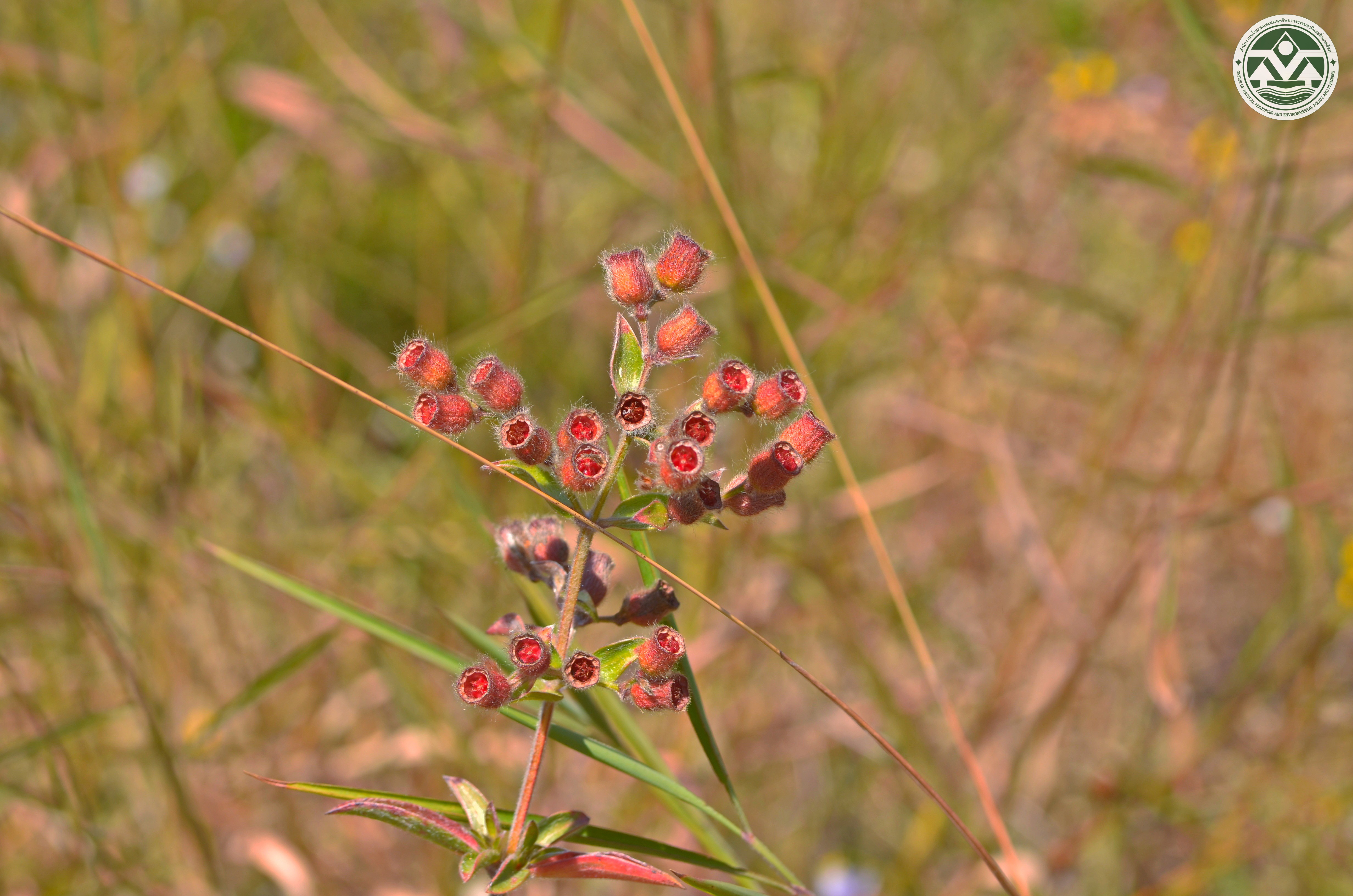 Osbeckia thorelii