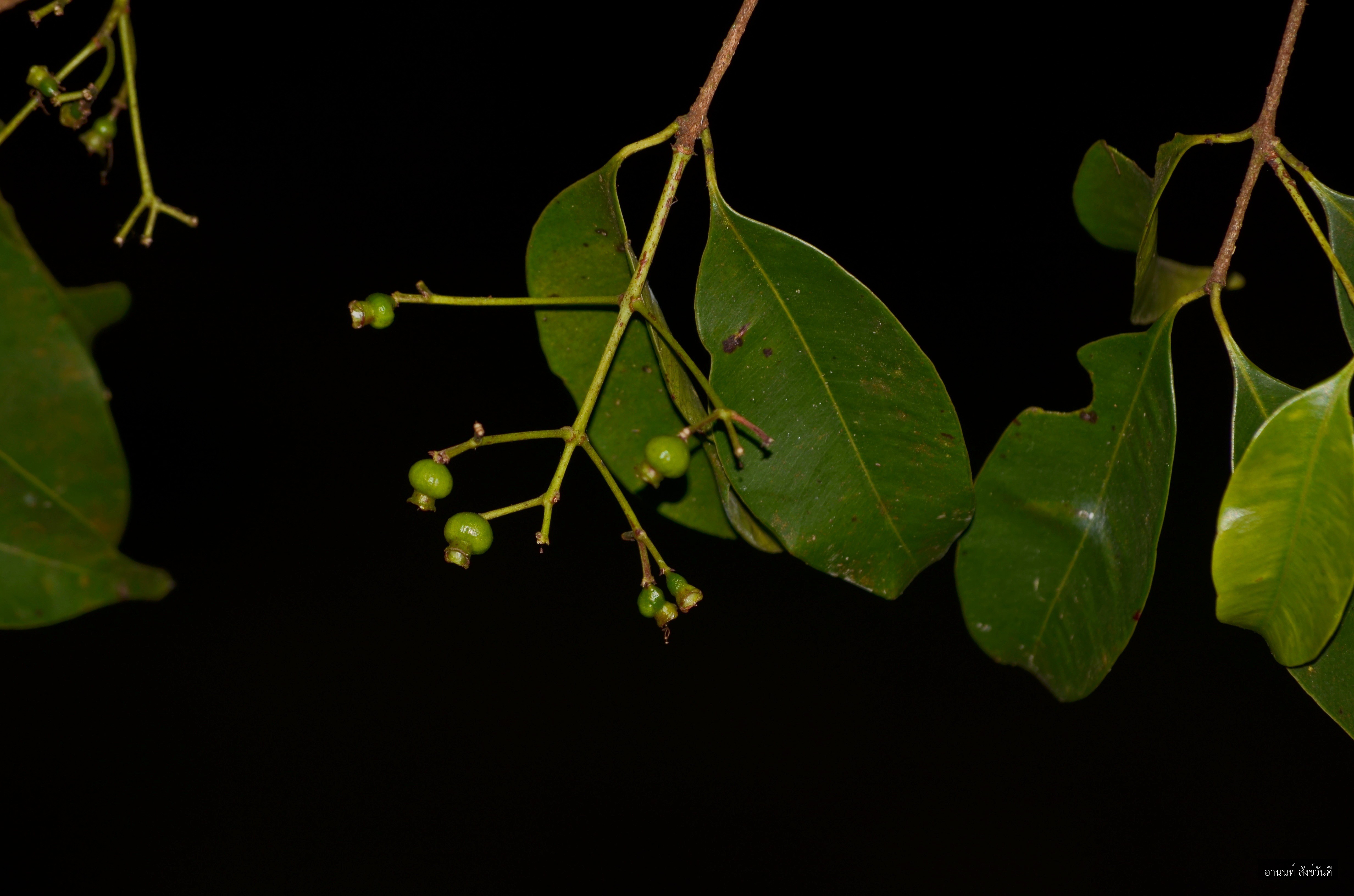 Syzygium syzygioides