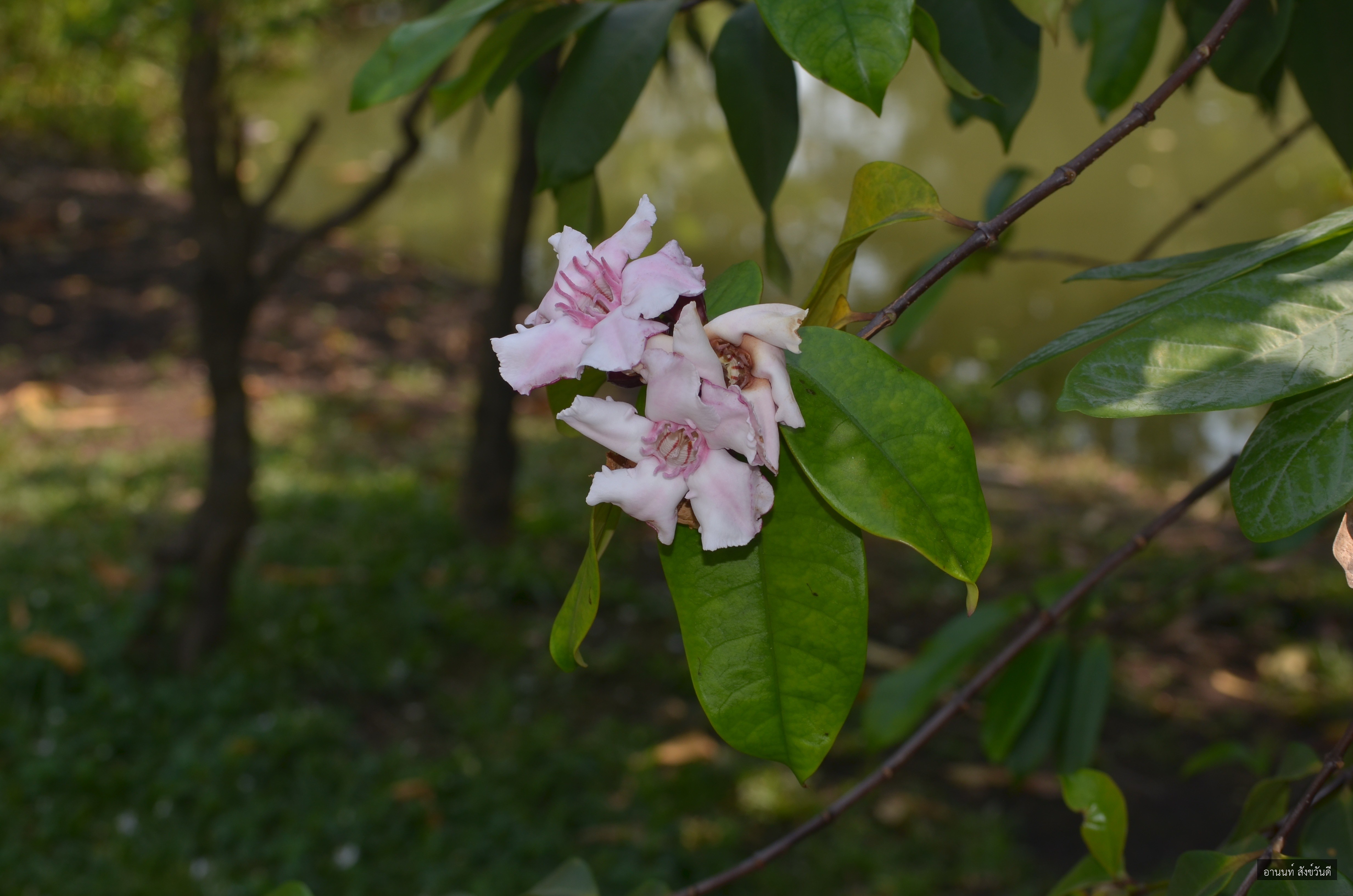 Strophanthus gratus