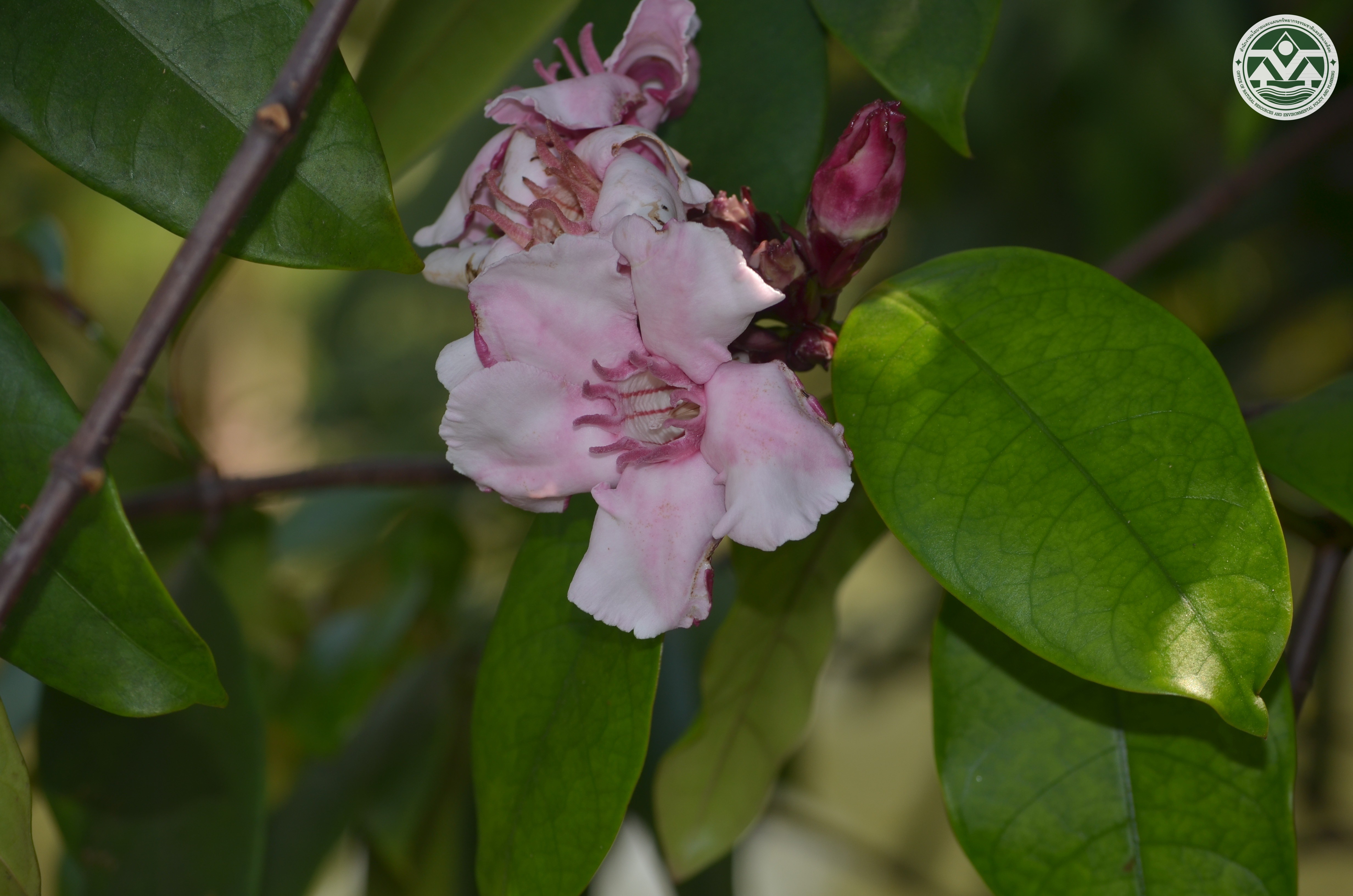 Strophanthus gratus