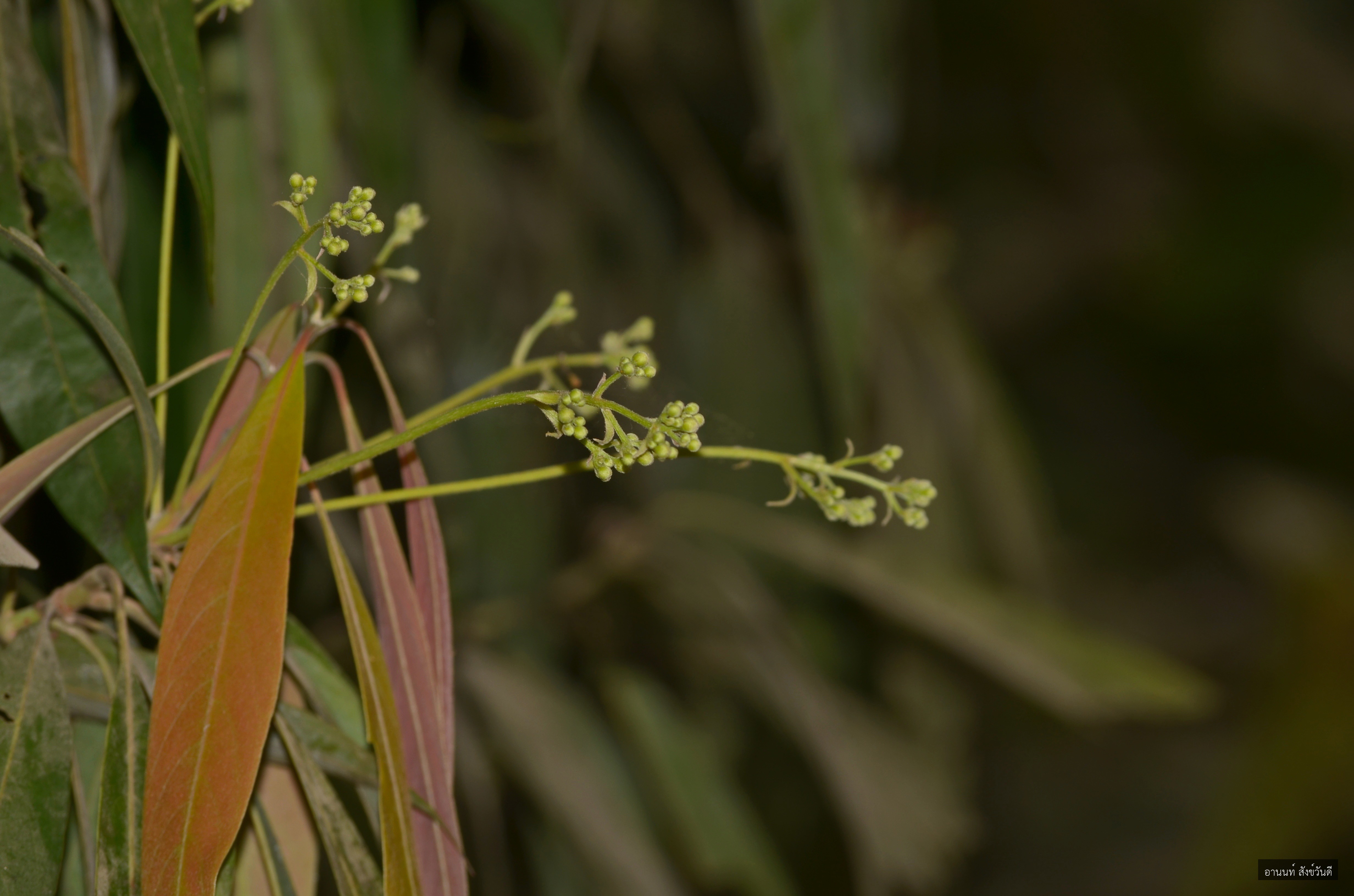 Phoebe lanceolata