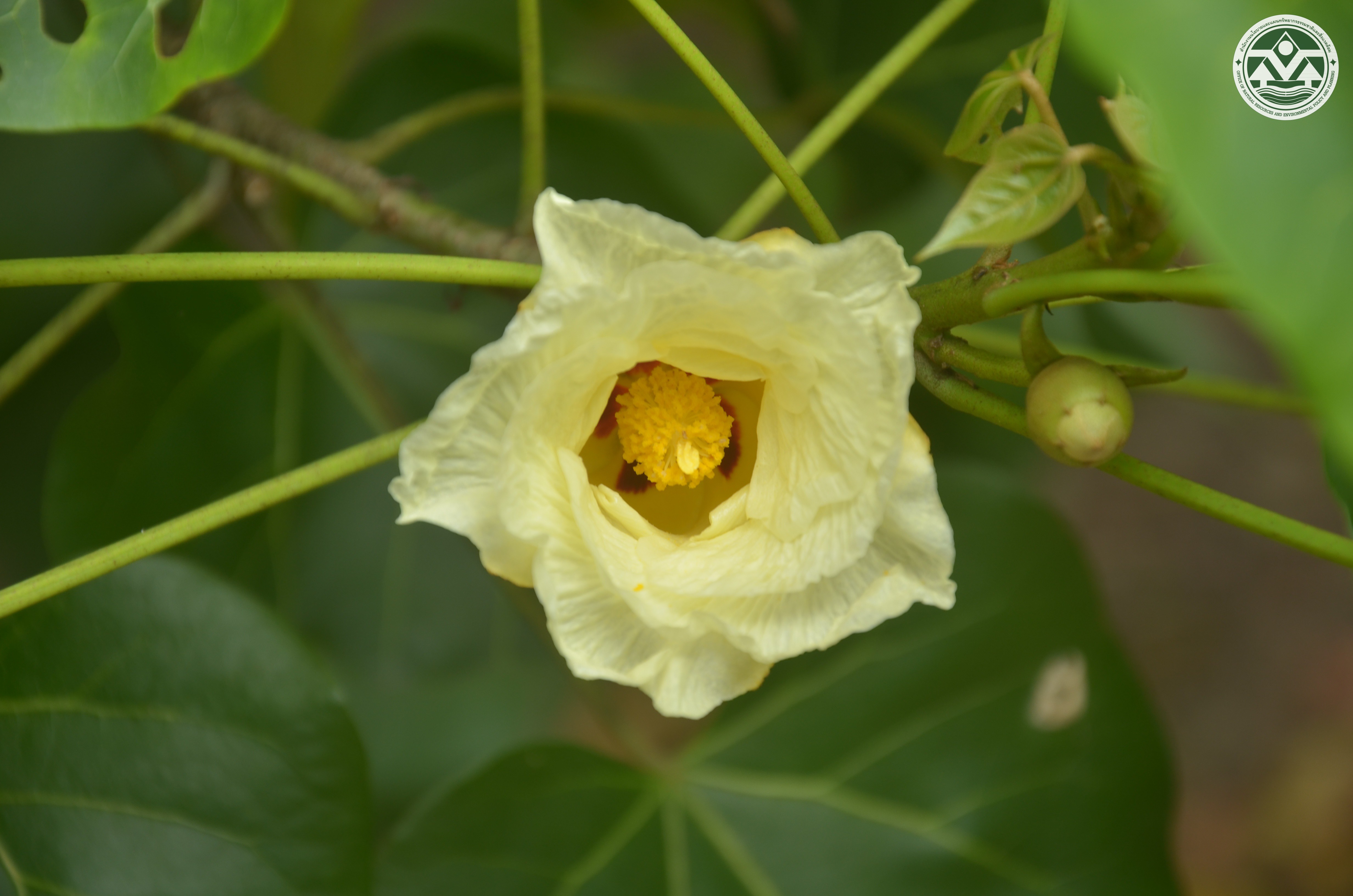 Thespesia populnea
