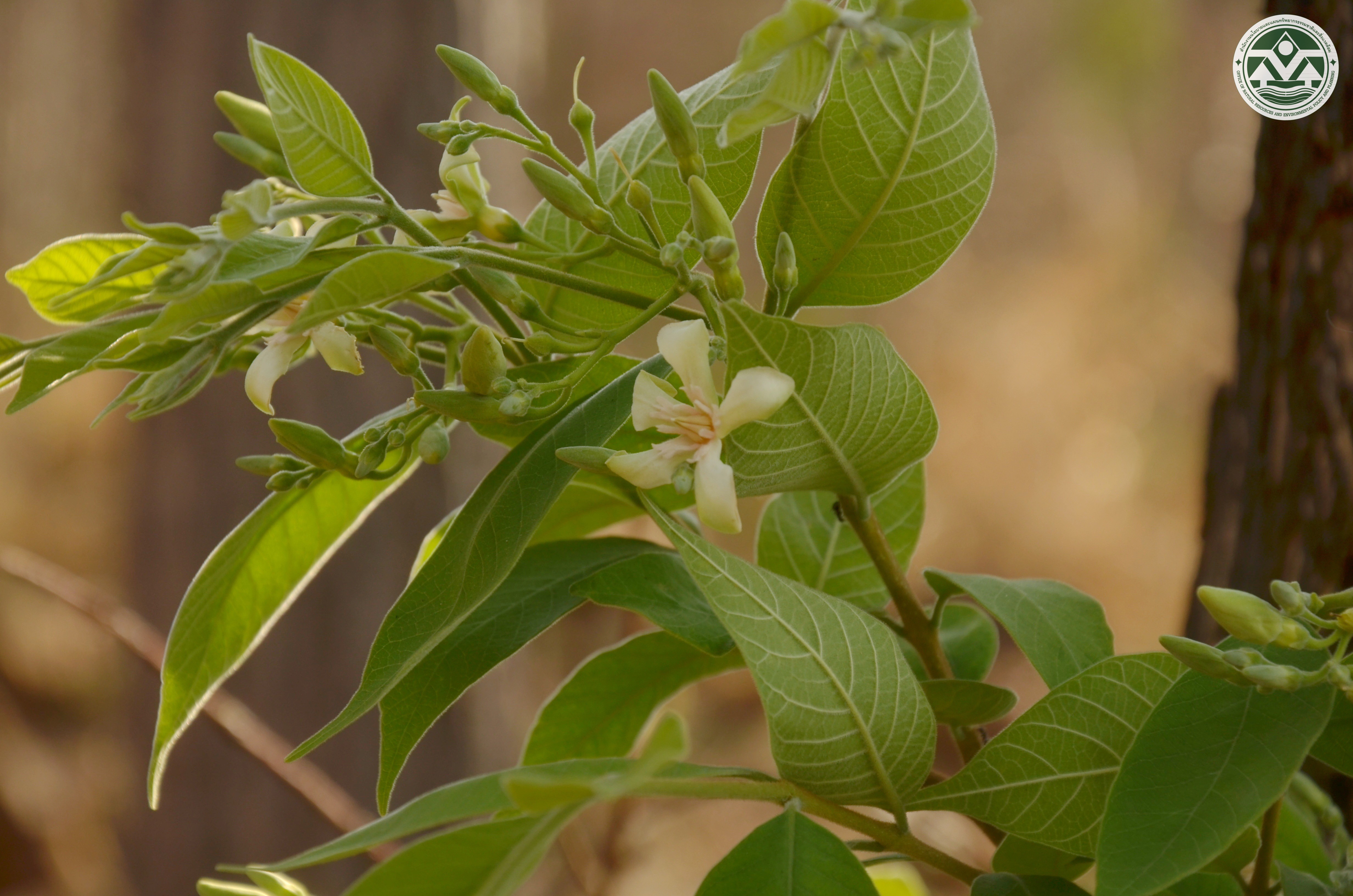 Wrightia arborea