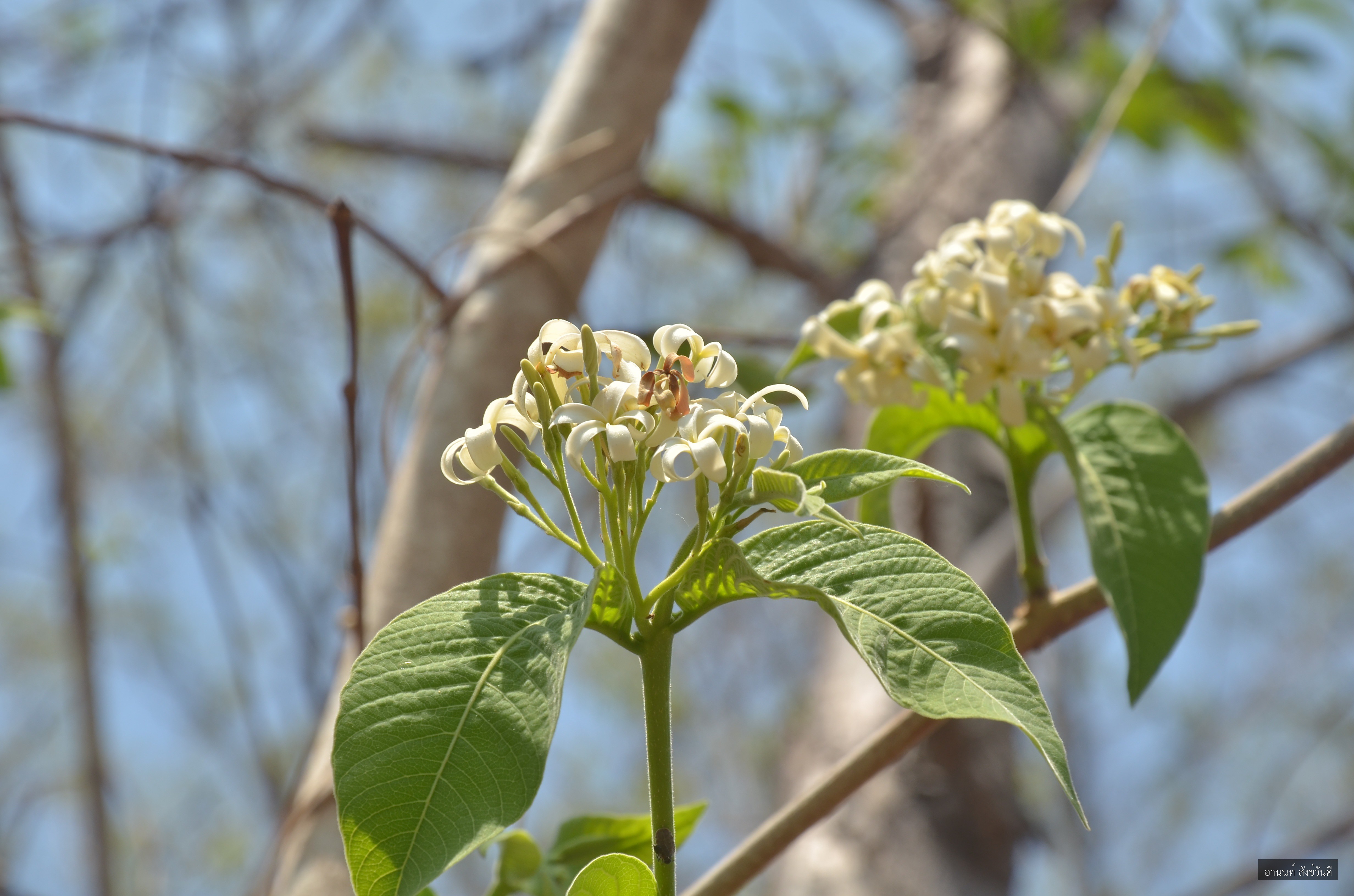 Holarrhena pubescens