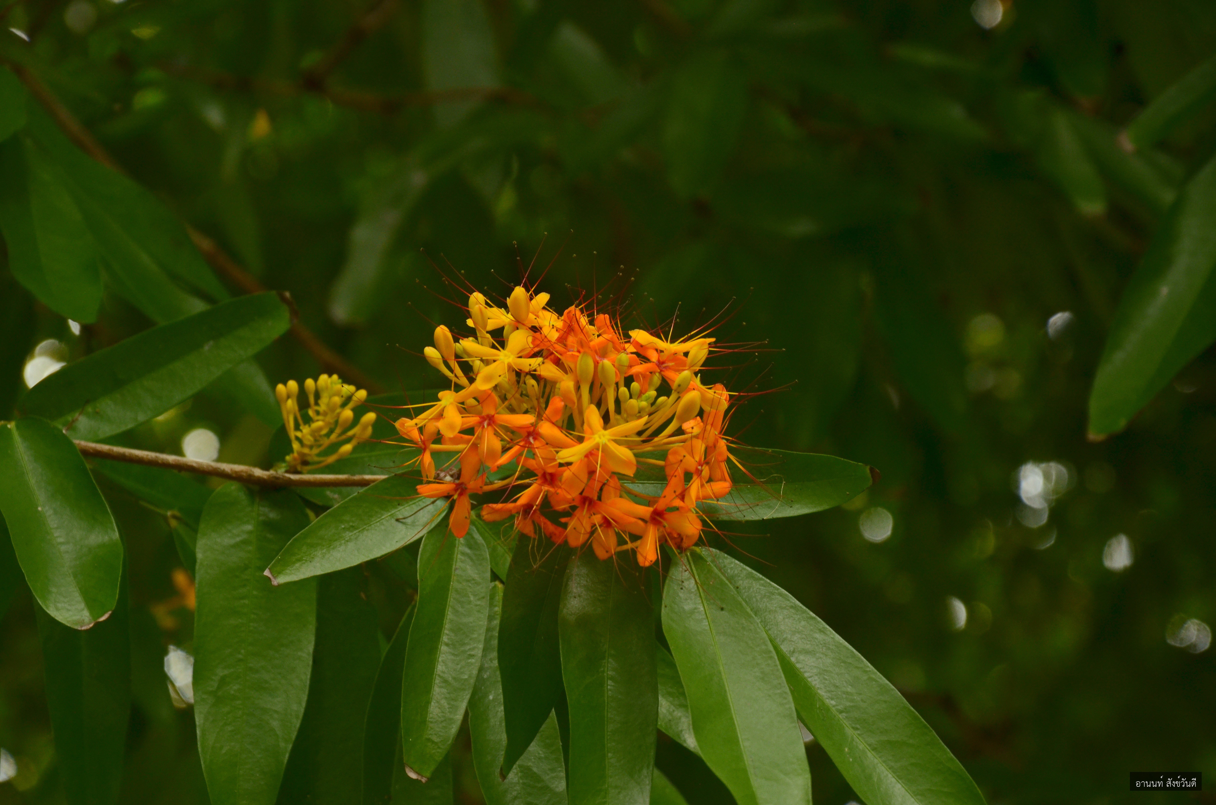 Saraca indica