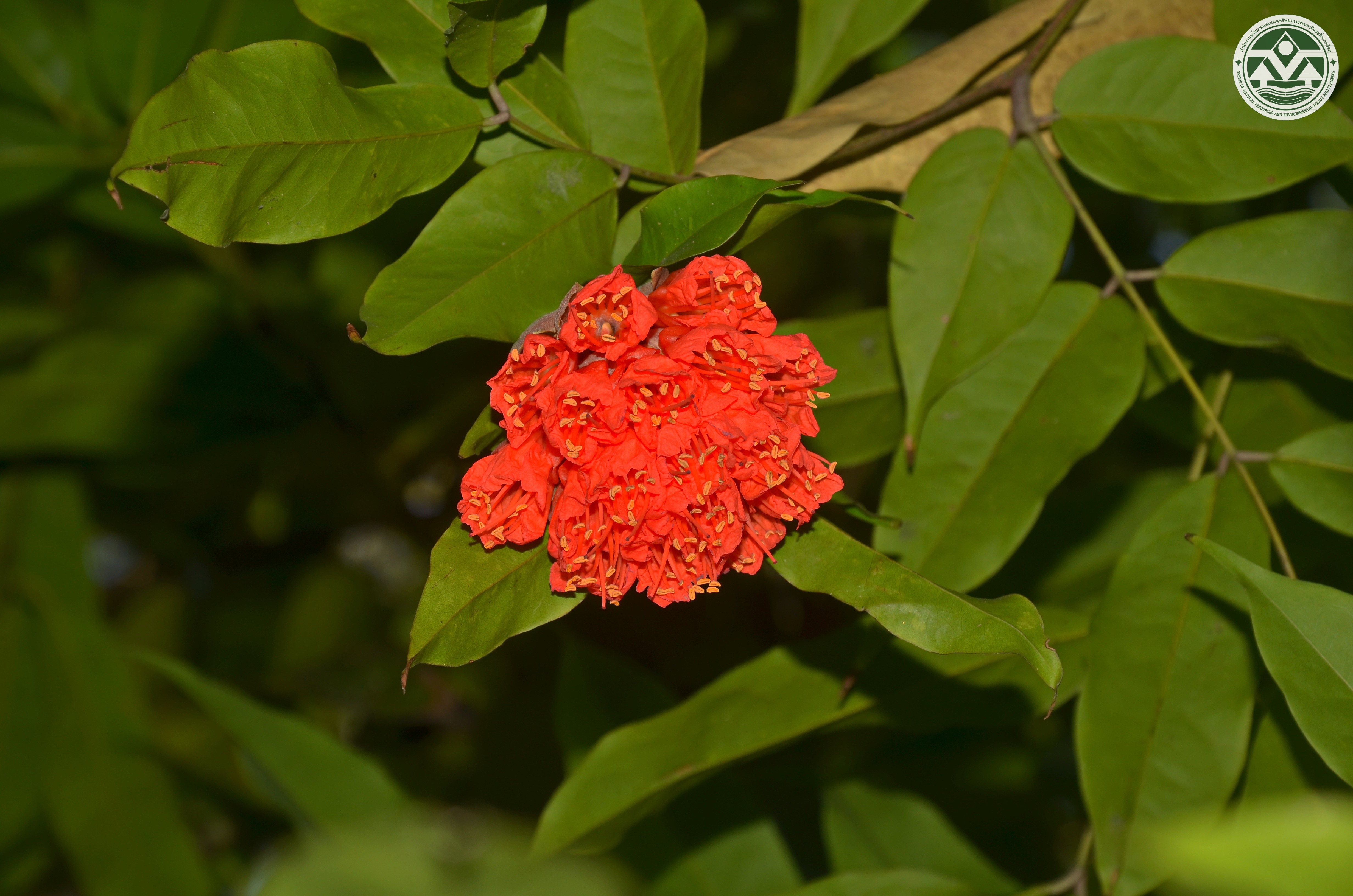 Brownea grandiceps