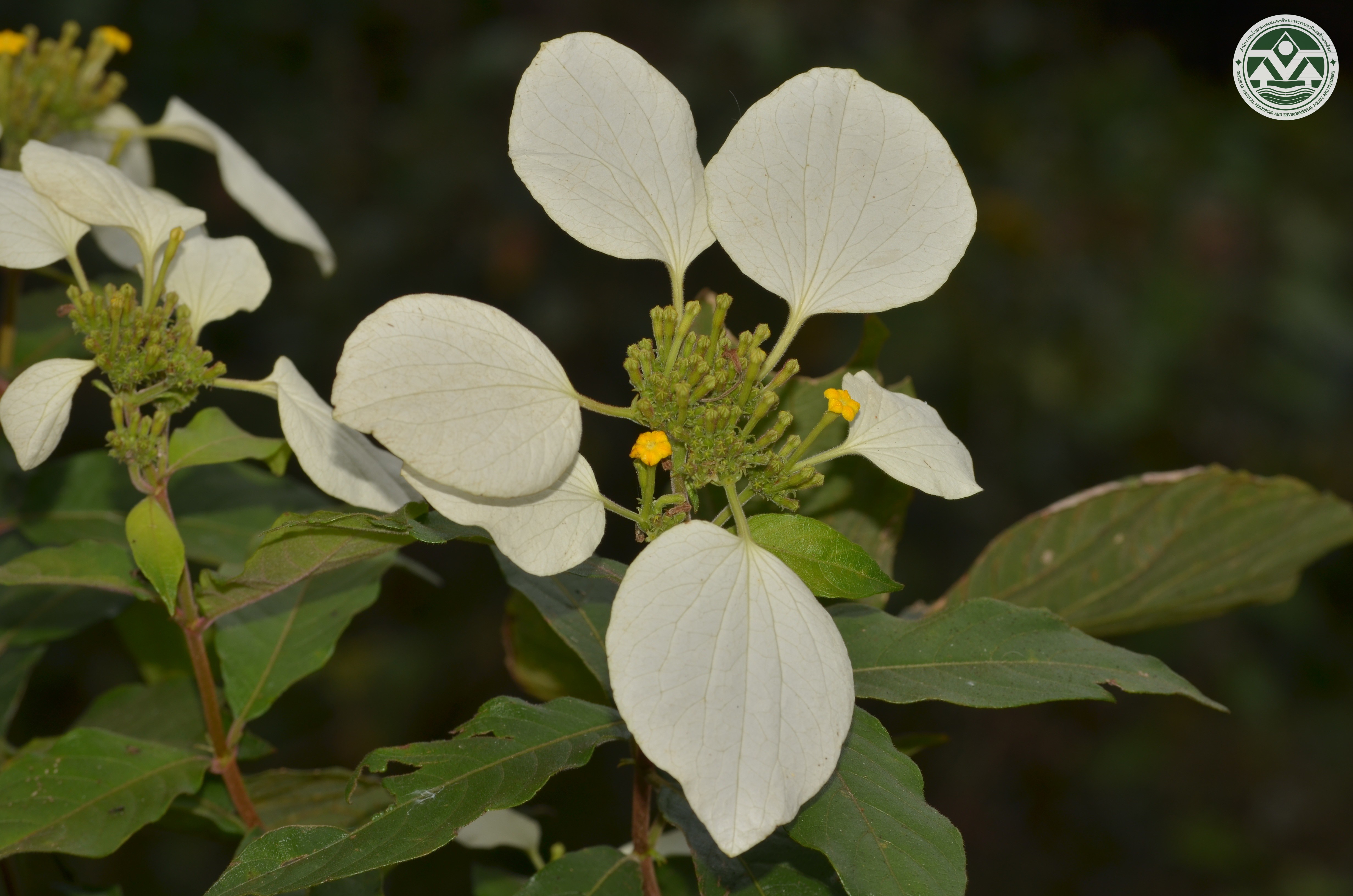 Mussaenda angustisepala
