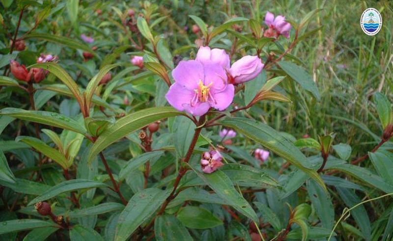 Melastoma saigonense