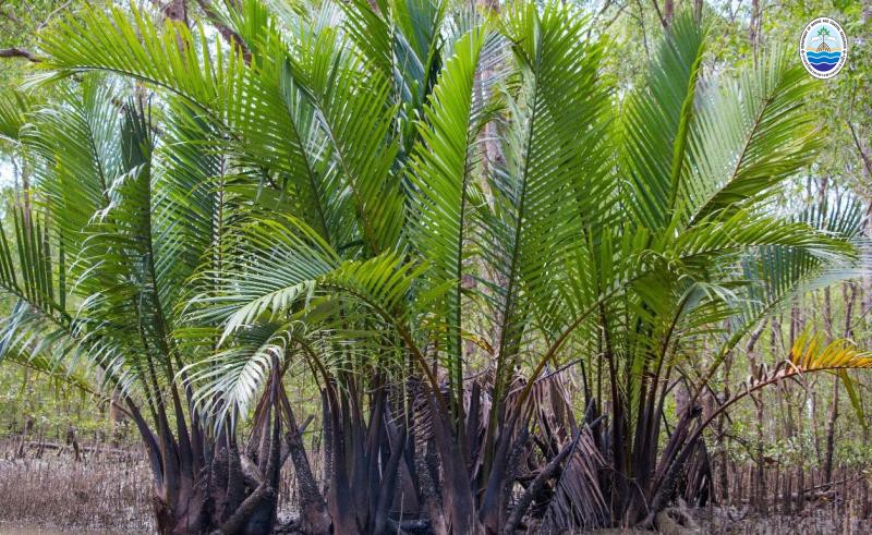 Nypa fruticans