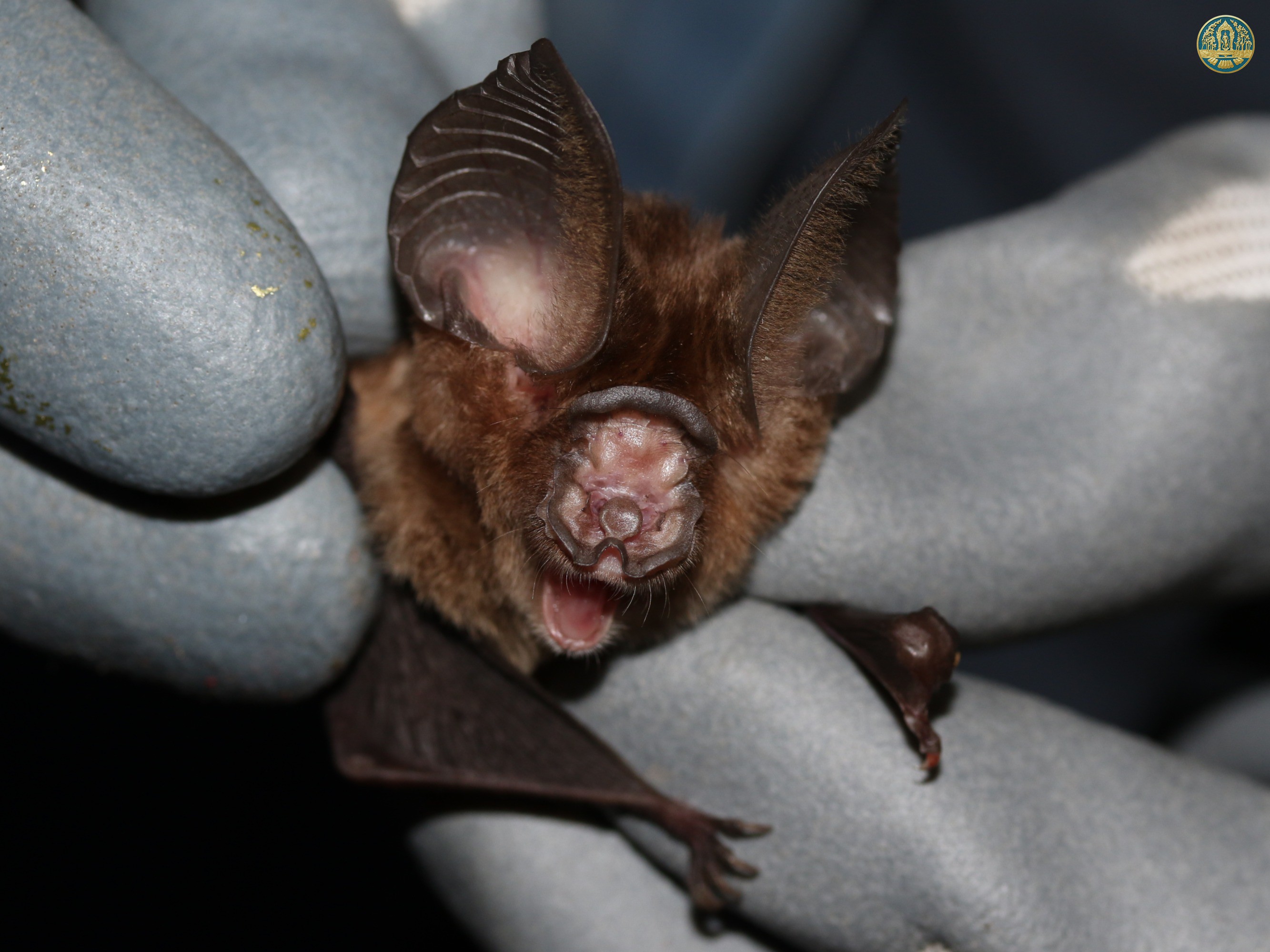 Hipposideros rotalis