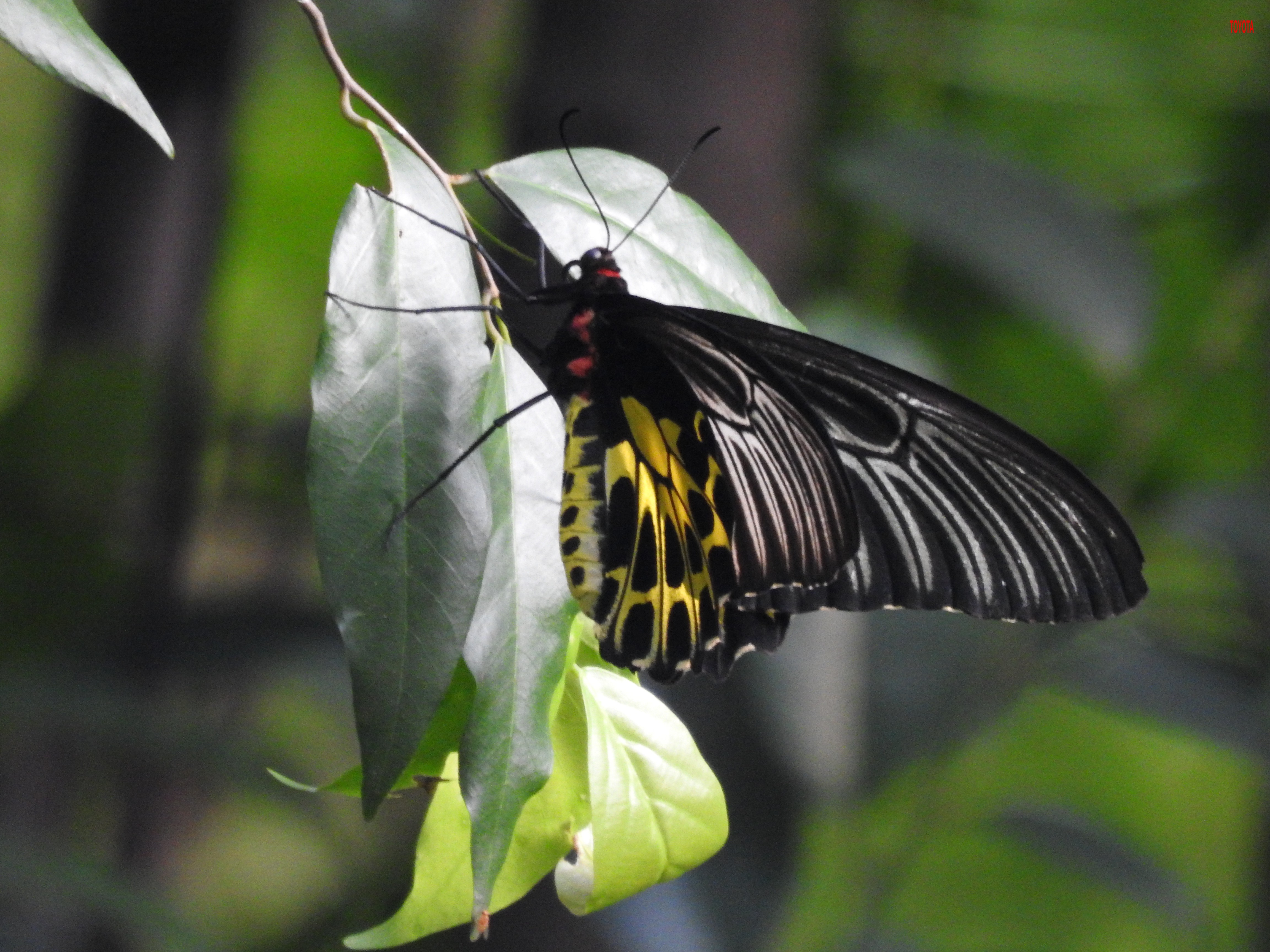 Troides aeacus