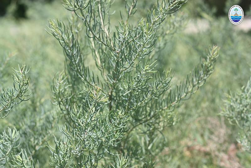  Suaeda maritima