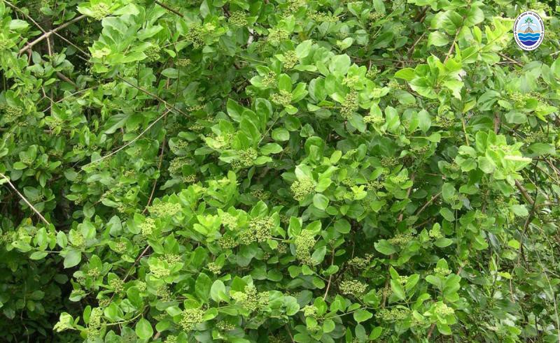 Premna serratifolia