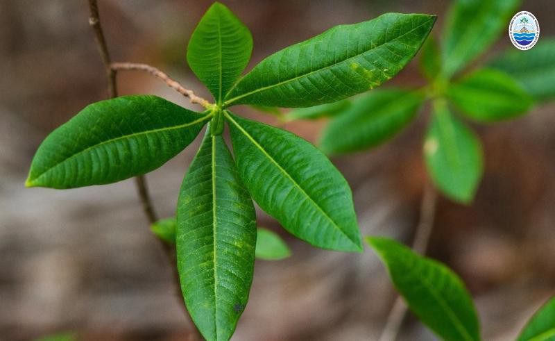 Dodonaea viscosa