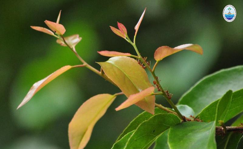 Scolopia macrophylla