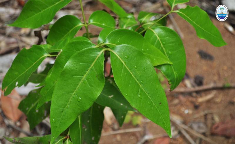 Xylocarpus rumphii