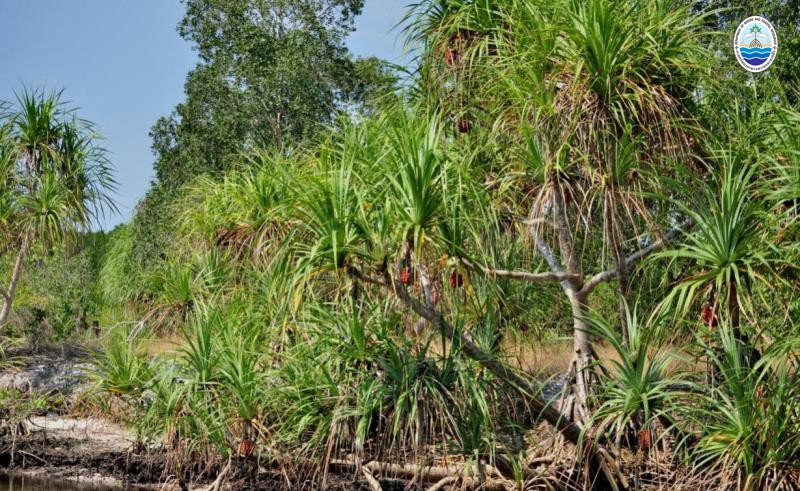 Pandanus odorifer