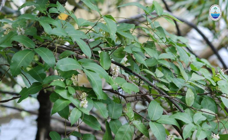 Derris trifoliata