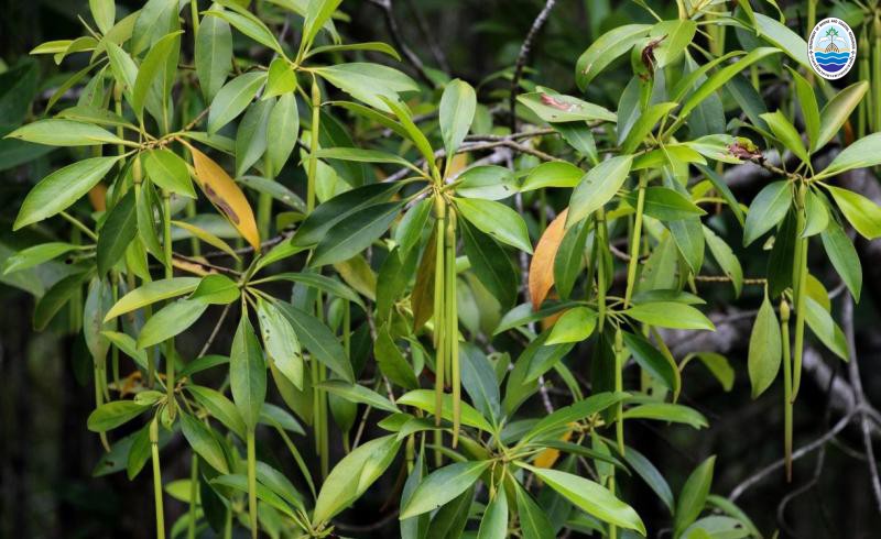 Bruguiera parviflora