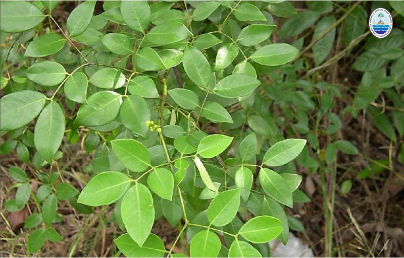 Caesalpinia crista