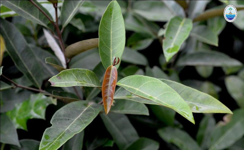 Brownlowia tersa