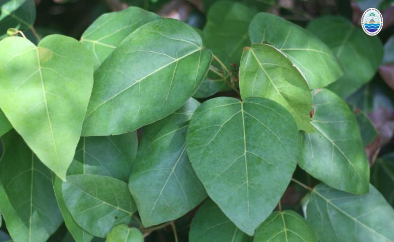 Brownlowia argentata