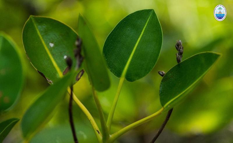 Aegialitis rotundifolia