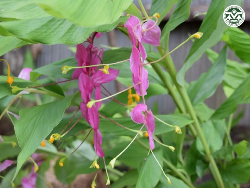 Globba winitii
