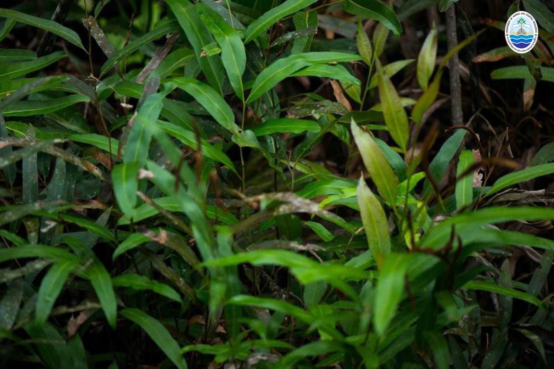 Acrostichum speciosum