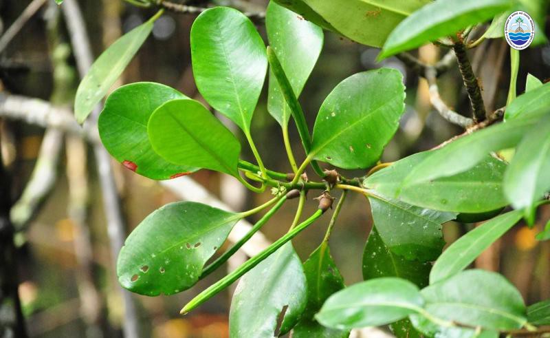 Ceriops decandra