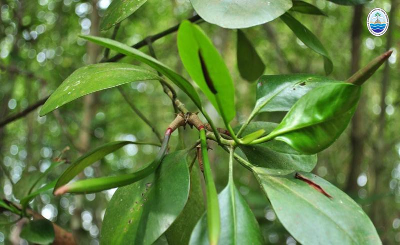 Ceriops zippeliana