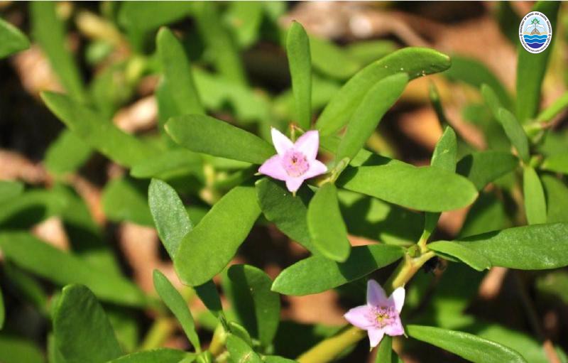 Sesuvium portulacastrum