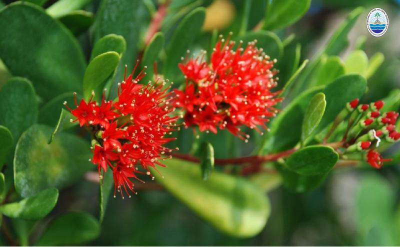 Lumnitzera littorea