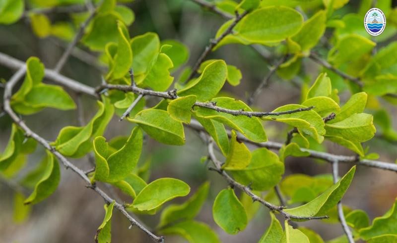 Ximenia americana