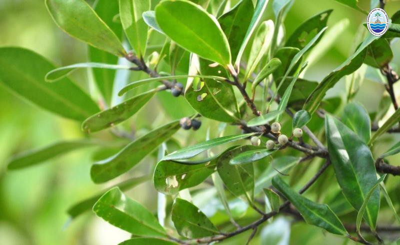 Rapanea porteriana