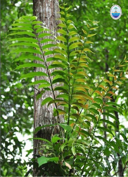 Stenochlaena palustris