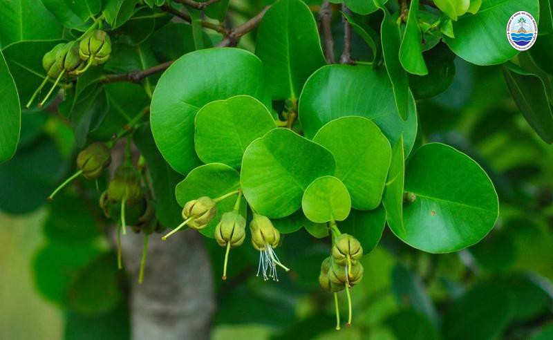 Sonneratia ovata