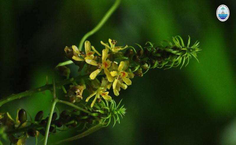 Caesalpinia bonduc