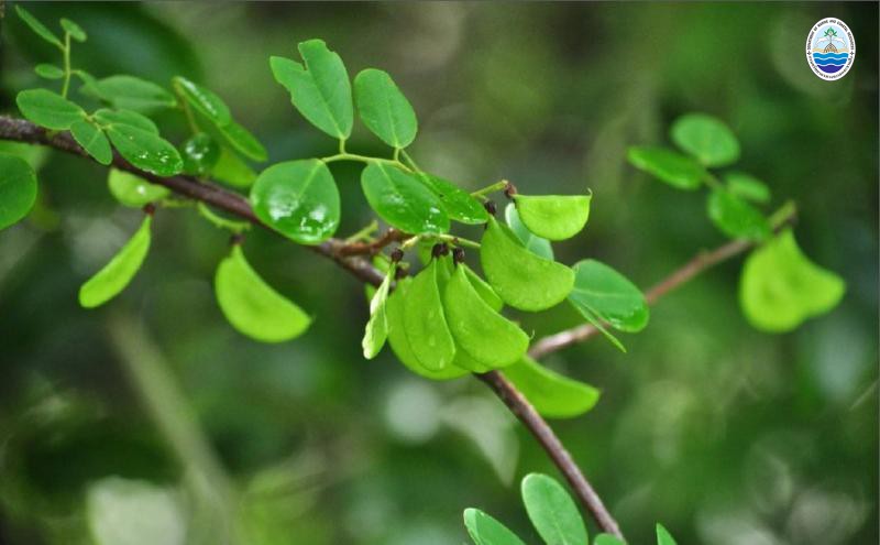 Dalbergia candenatensis