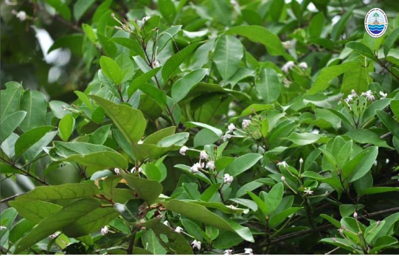 Volkameria inermis