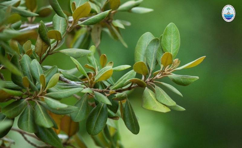 Avicennia lanata