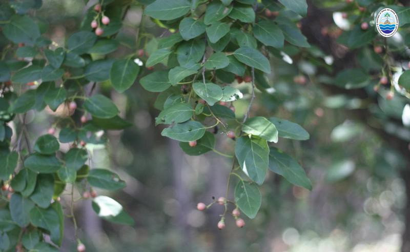 Cordia cochinchinenis