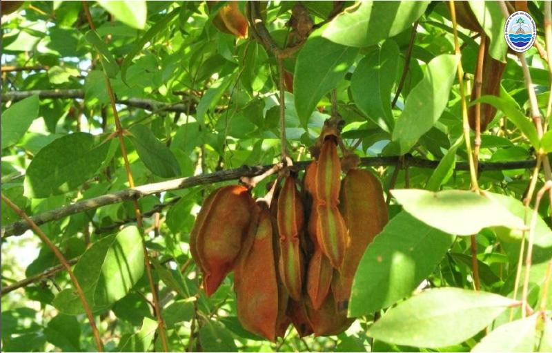 Mucuna gigantea
